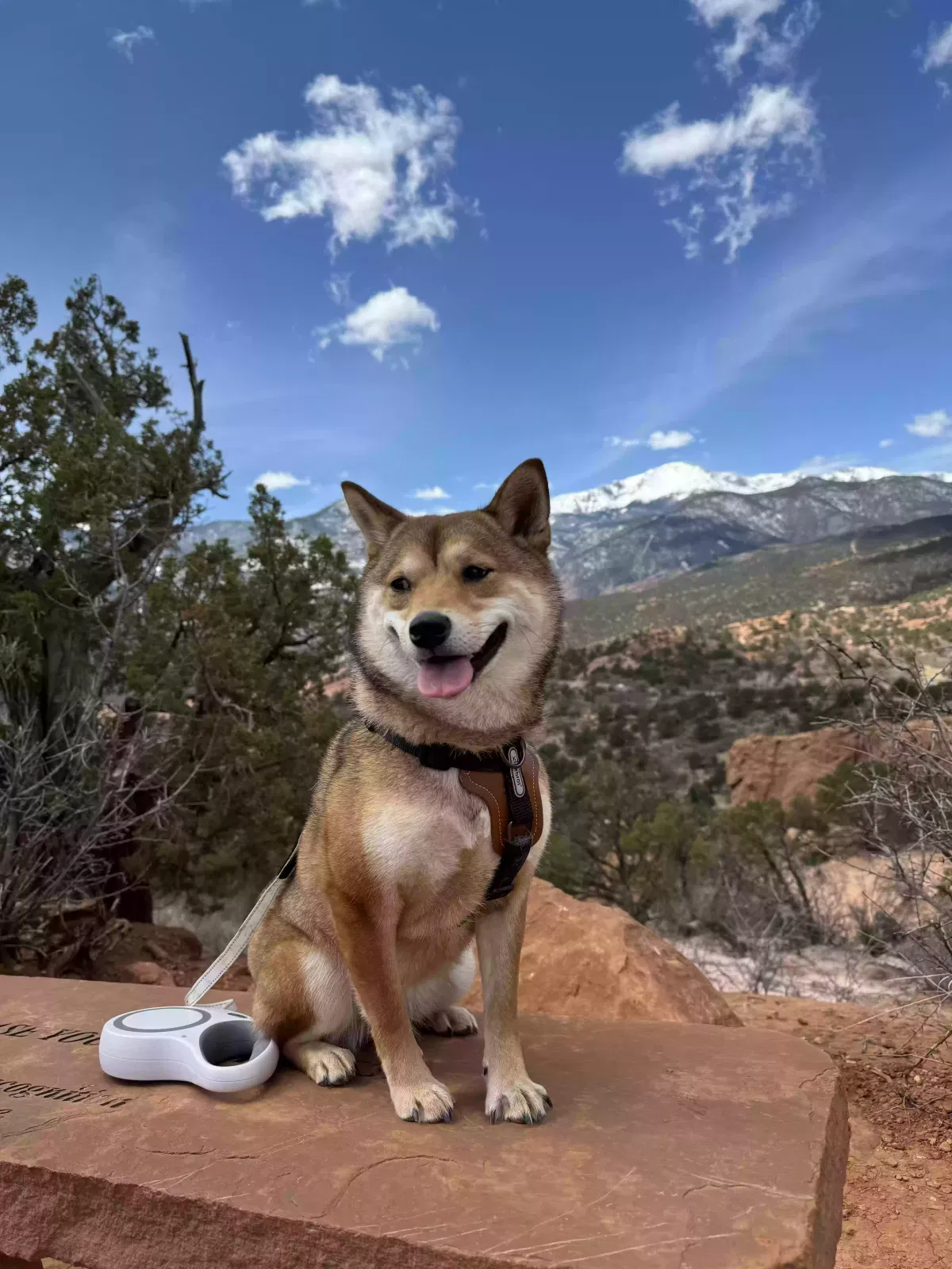 Lost dog in Colorado Springs, CO, 80906