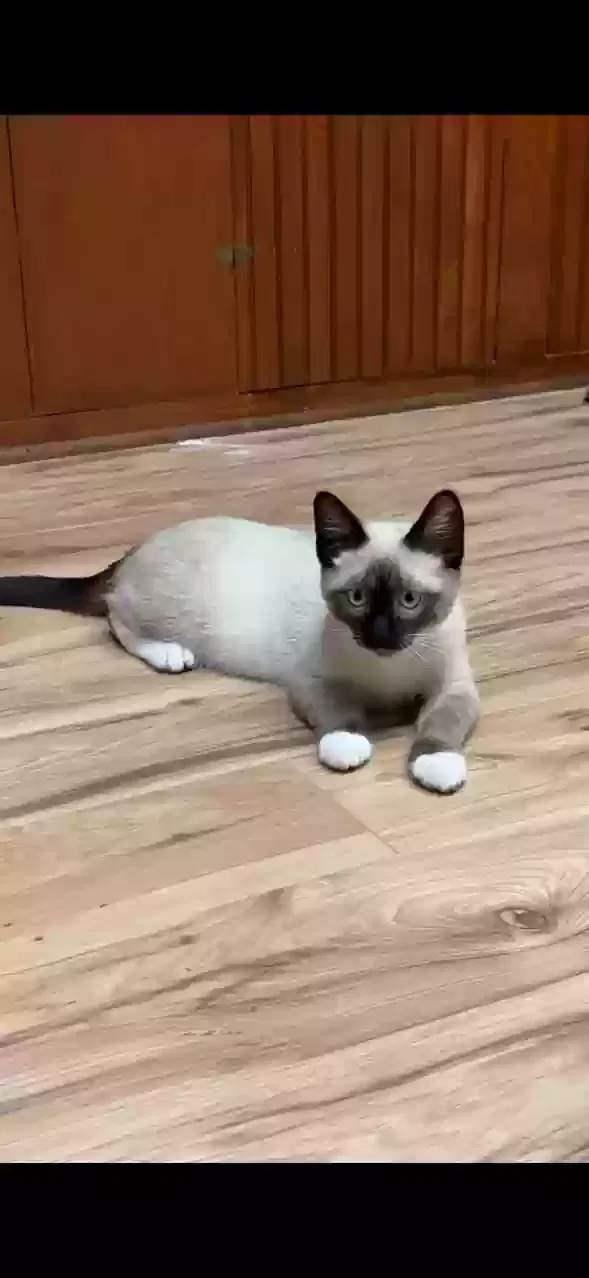 Lost cat in Longview, WA, 98632