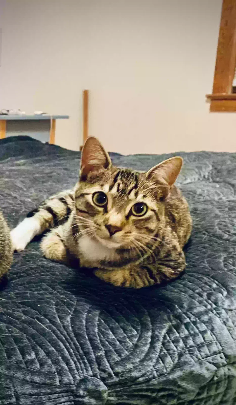Lost cat in Oakland, CA, 94619