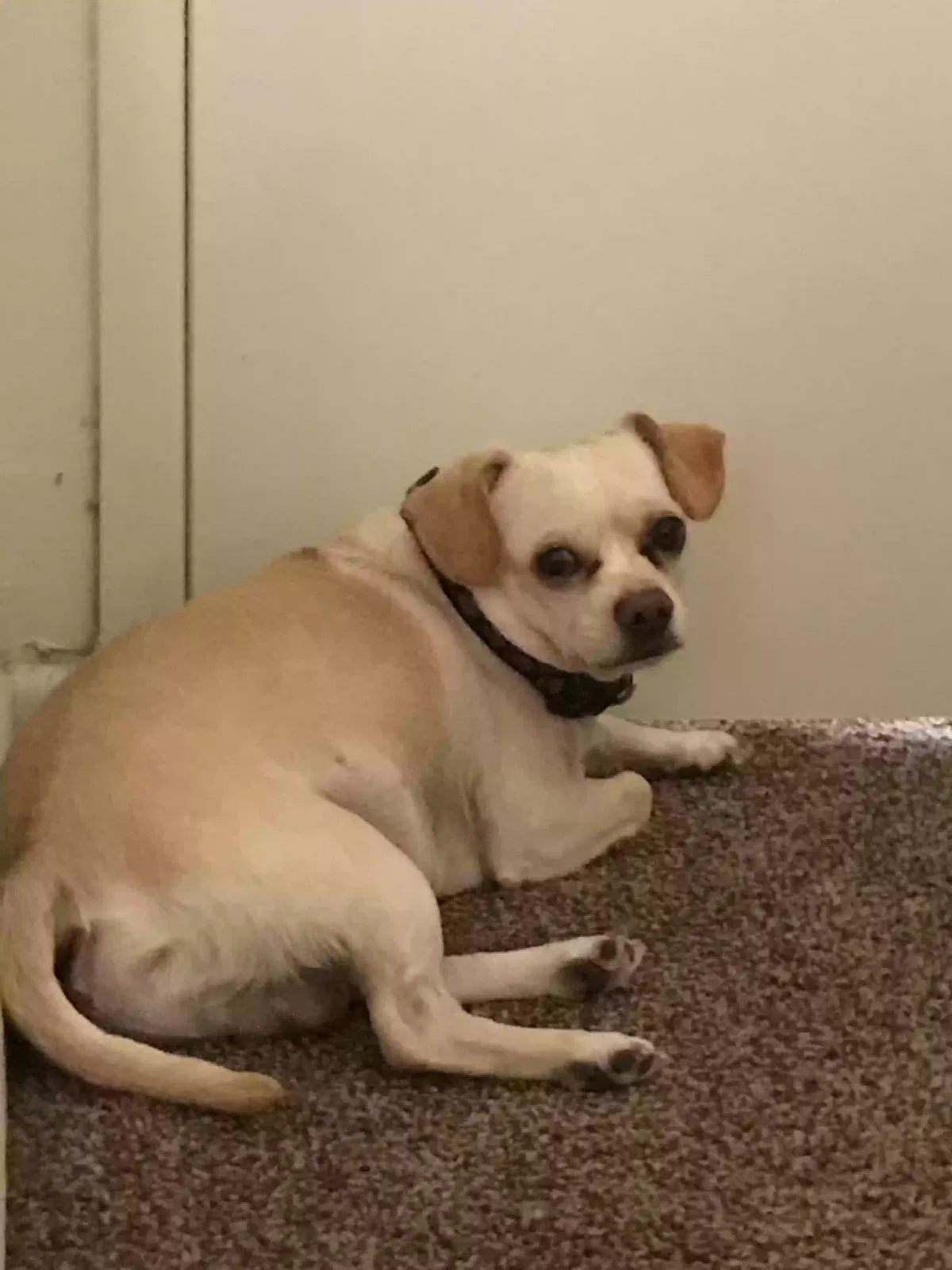 Lost dog in San Bernardino, CA, 92407