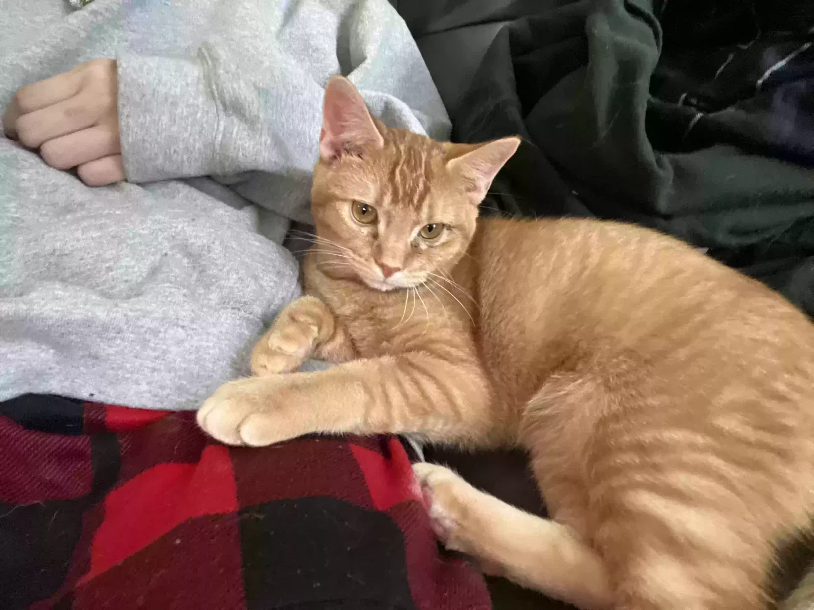Lost cat in Saint Louis, MO, 63101