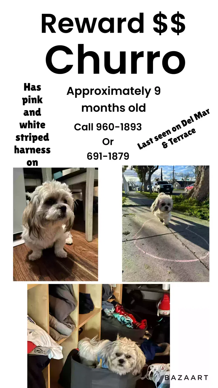 Lost dog in Fresno, CA, 93704