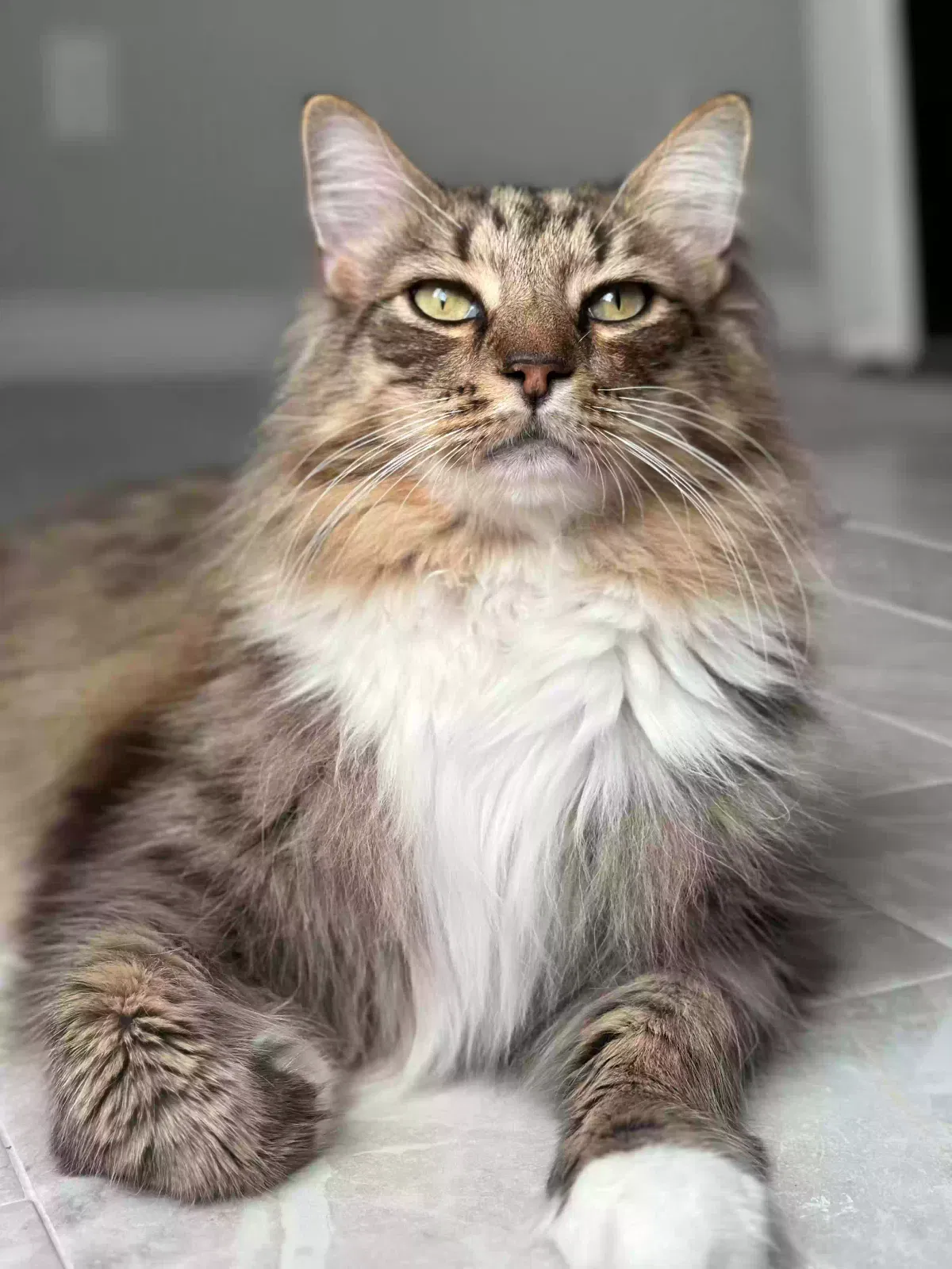 Lost cat in Houston, TX, 77040