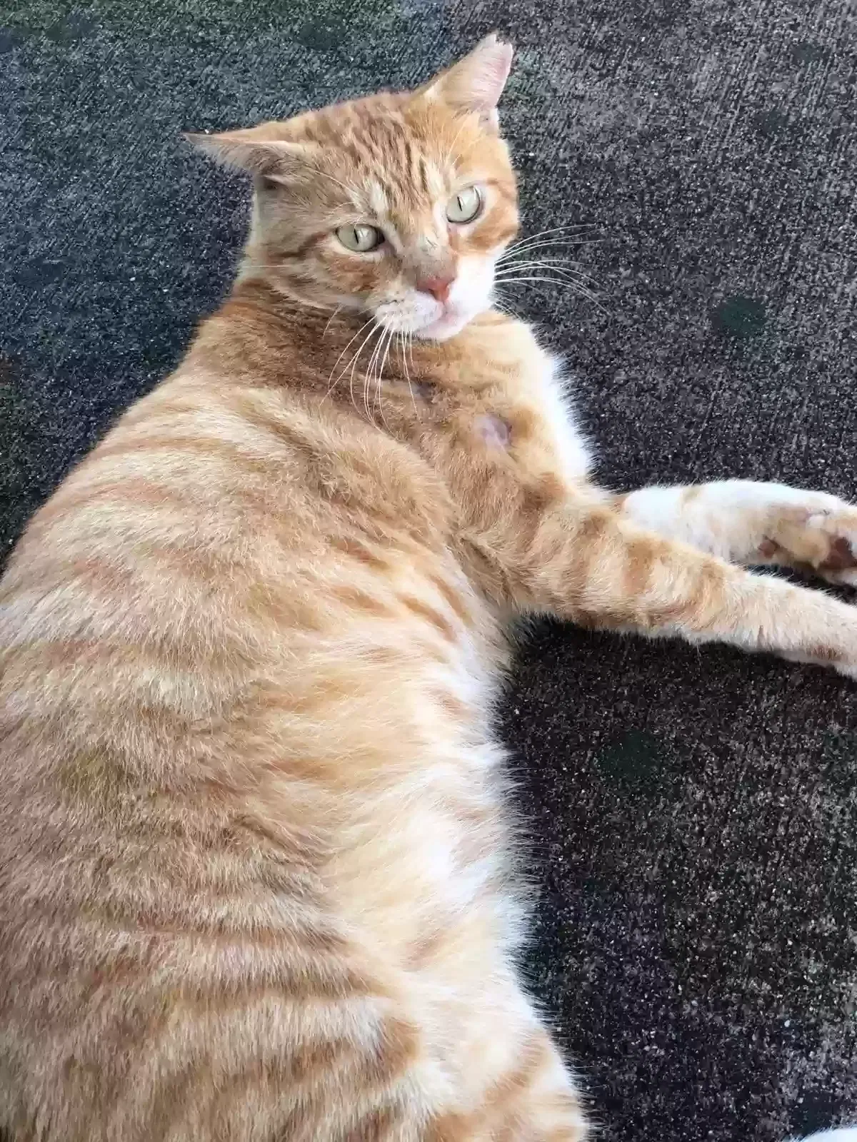 Lost cat in Pompano Beach, FL, 33069