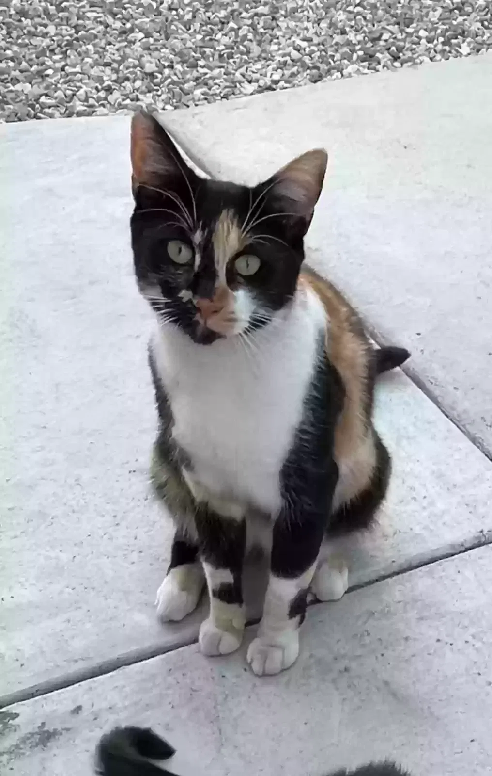 Lost cat in Long Beach, CA, 90804