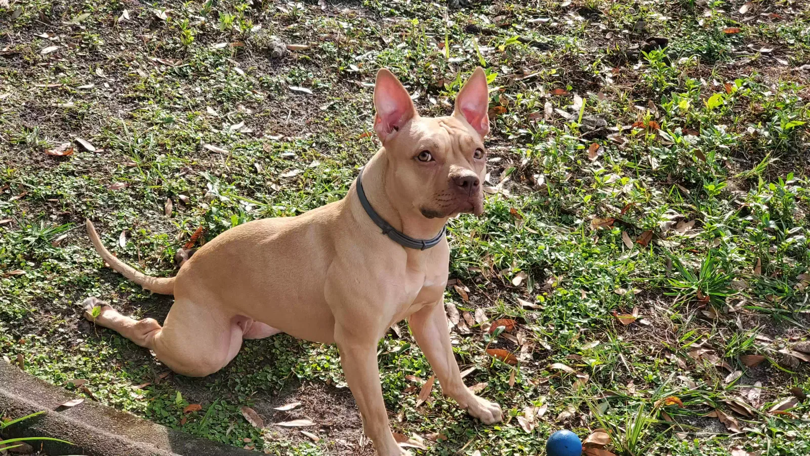 Lost dog in Jacksonville, FL, 32206