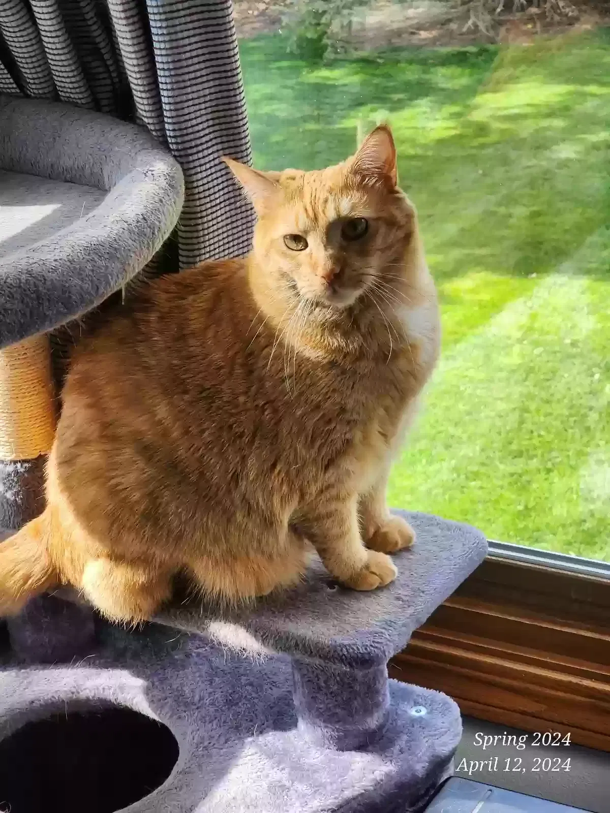 Lost cat in Mchenry, IL, 60050