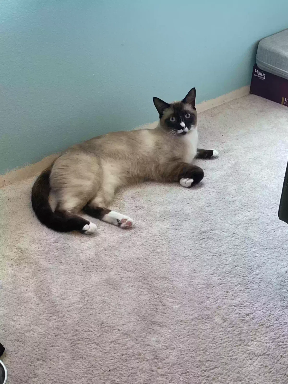 Lost cat in Olympia, WA, 98502