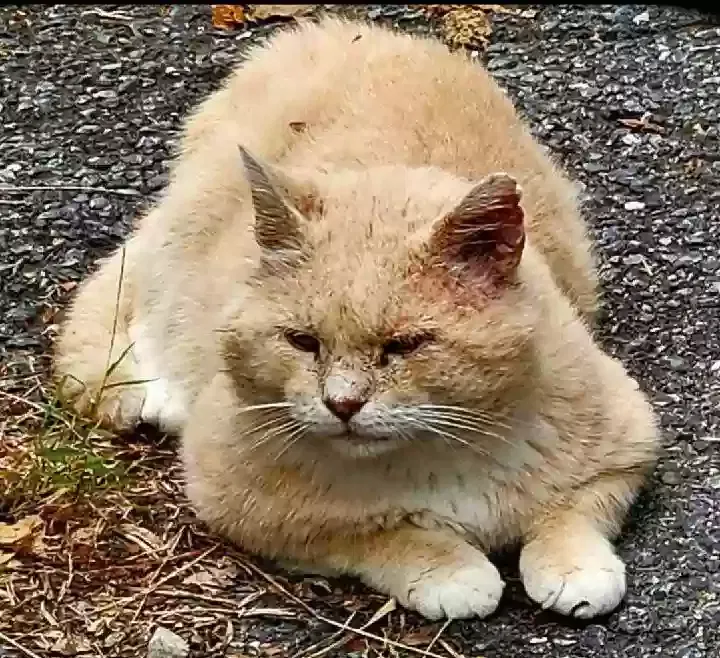 Lost cat in Frederick, MD, 21701