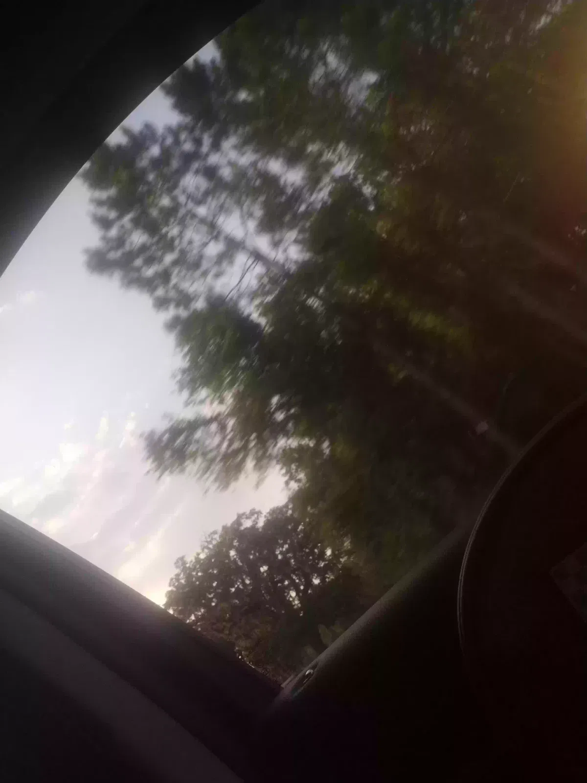 Found dog in Trenton, FL, 32693