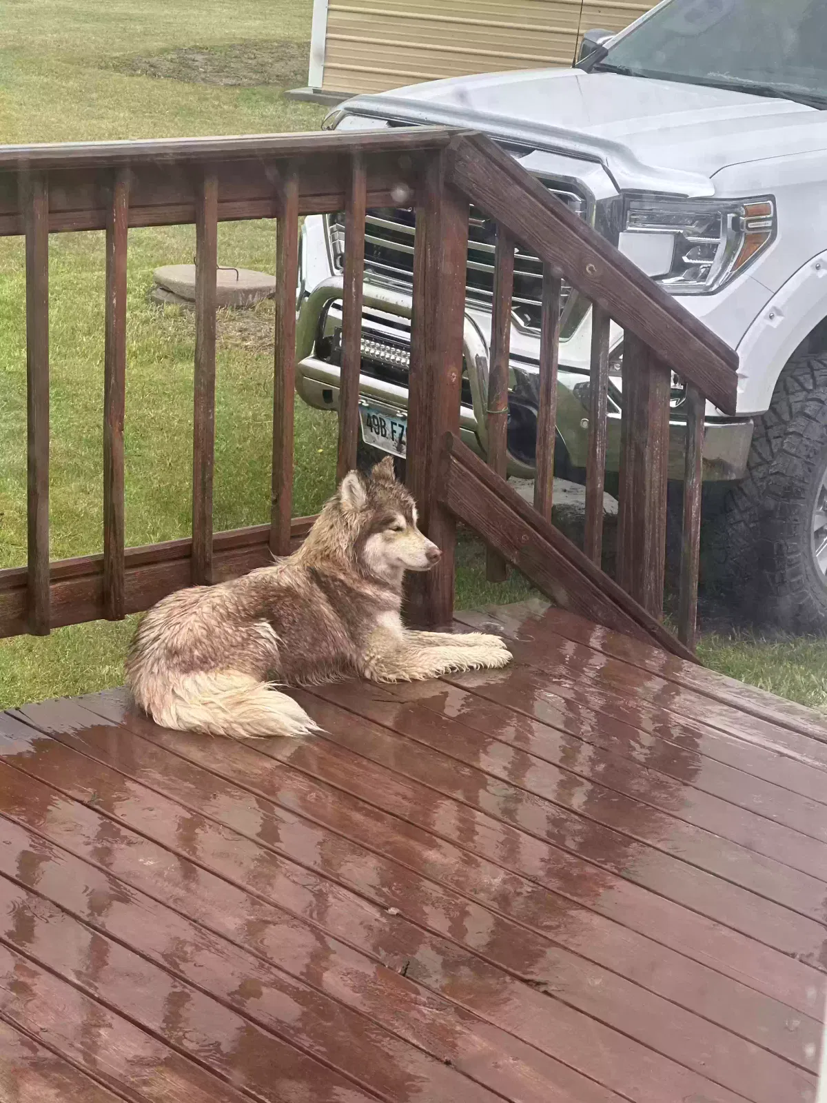 Found dog in Box Elder, SD, 57719
