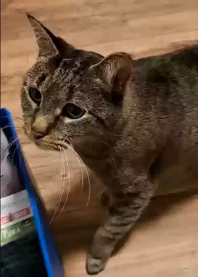 Lost cat in Middletown, CT, 6457