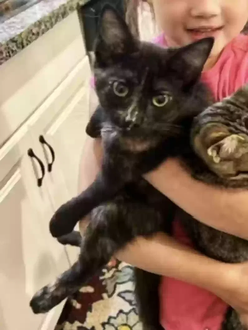 Lost cat in Crescent City, CA, 95531
