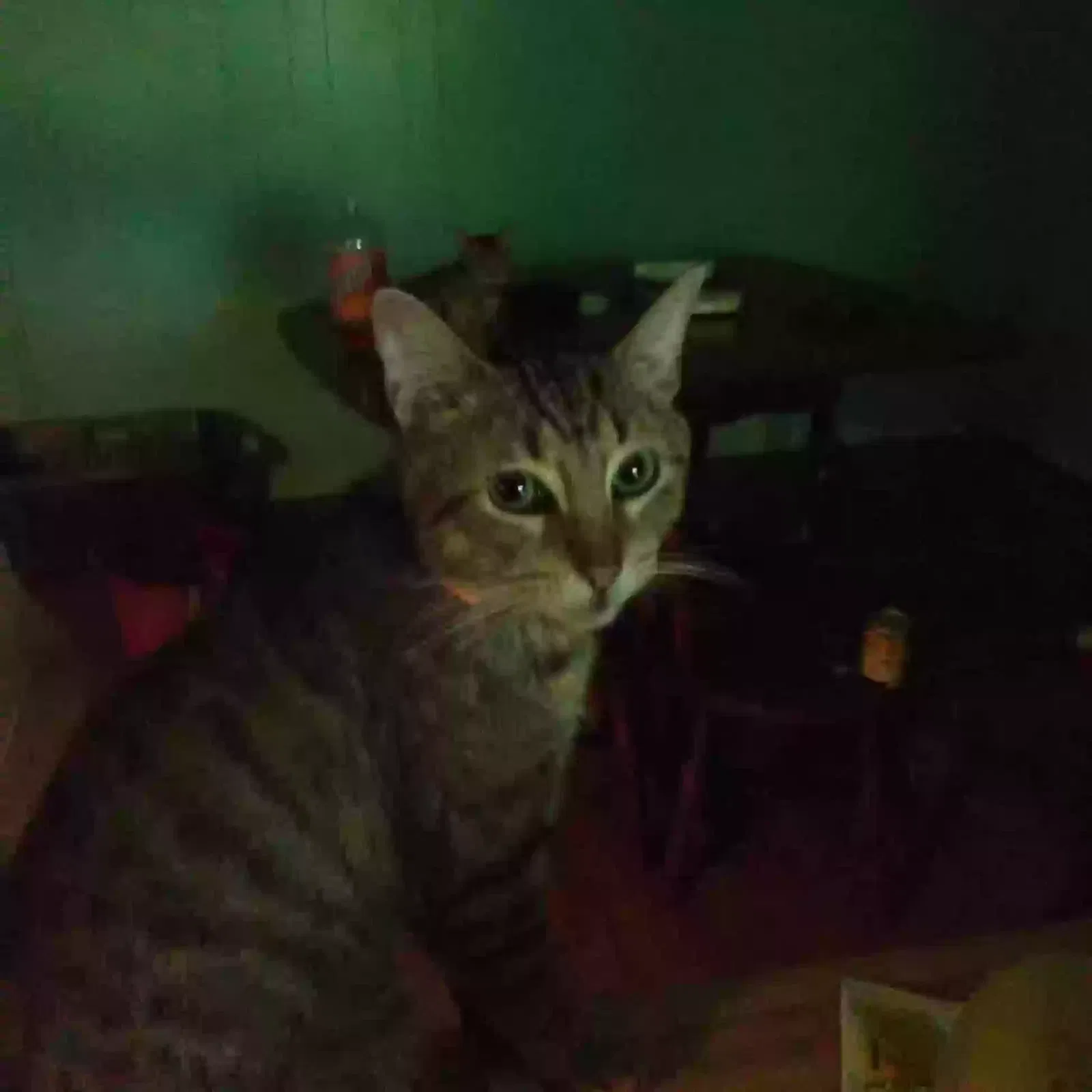 Lost cat in Augusta, GA, 30904