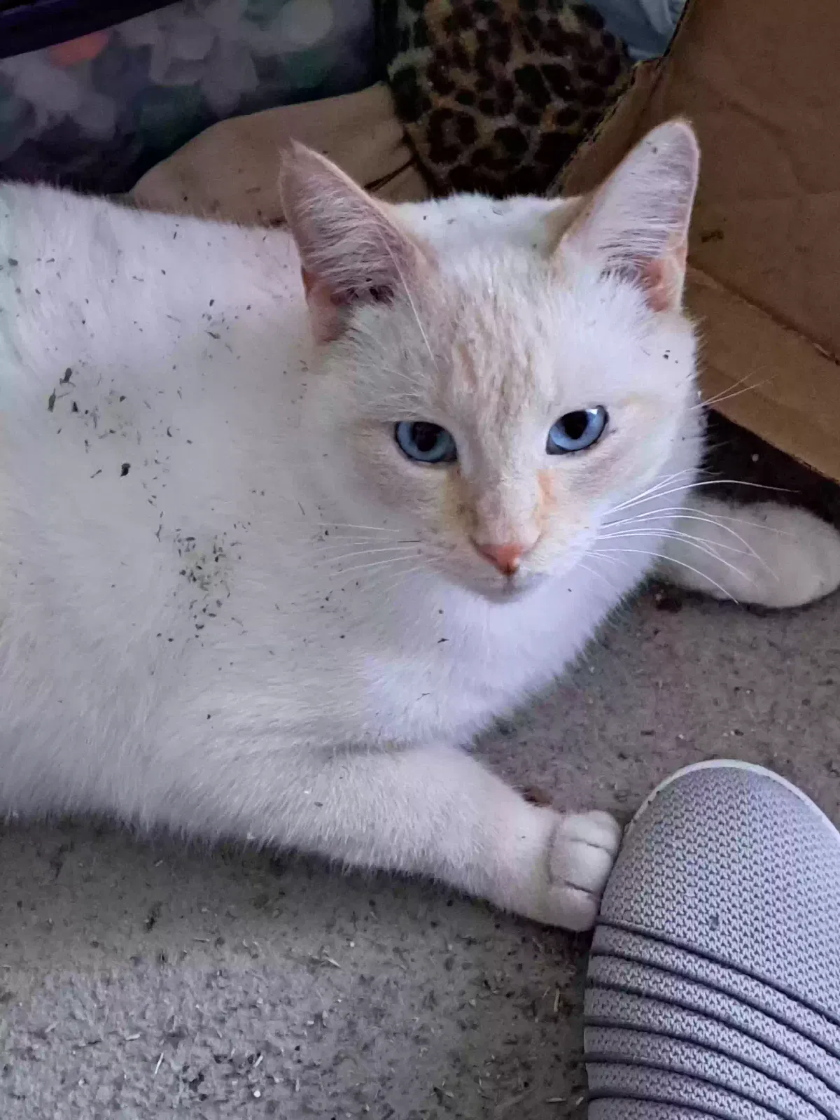 Lost cat in Kansas City, MO, 64137
