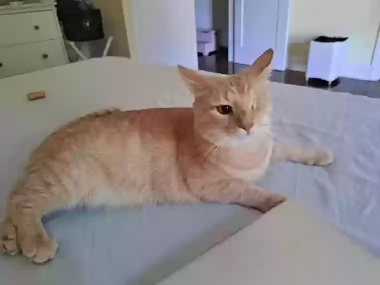 Lost cat in Claremont, CA, 91711