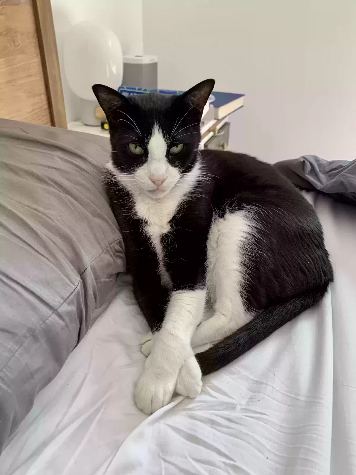 Lost cat in Santa Monica, CA, 90405