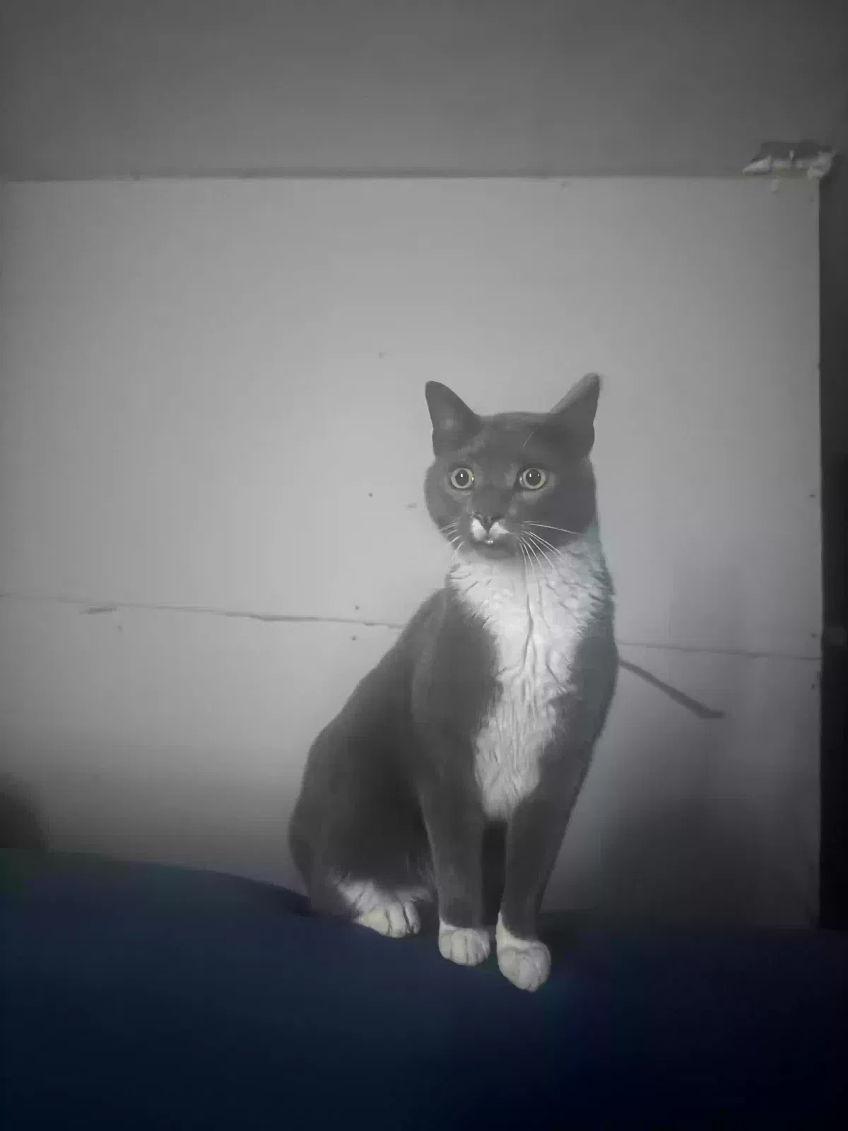 Lost cat in Phenix City, AL, 36869