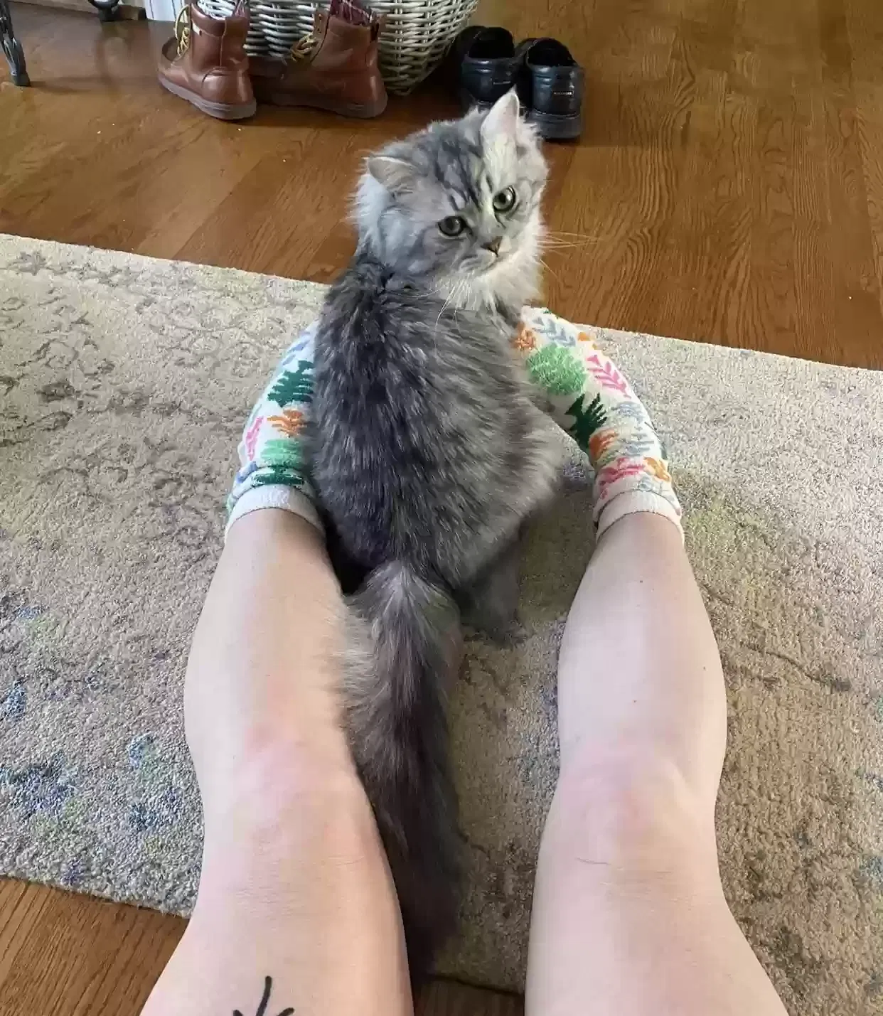 Lost cat in Winston Salem, NC, 27101