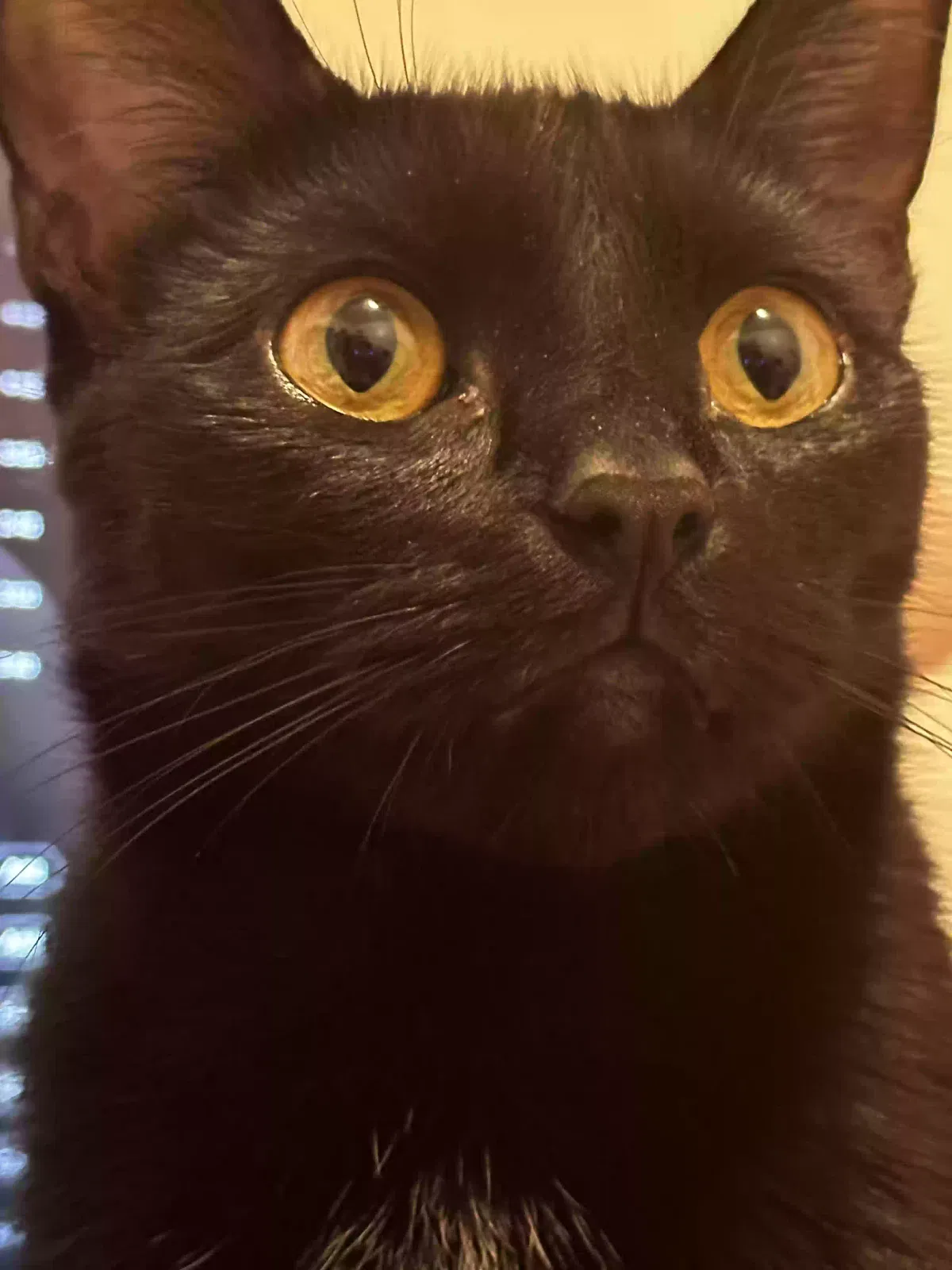 Lost cat in Brooklyn, NY, 11207