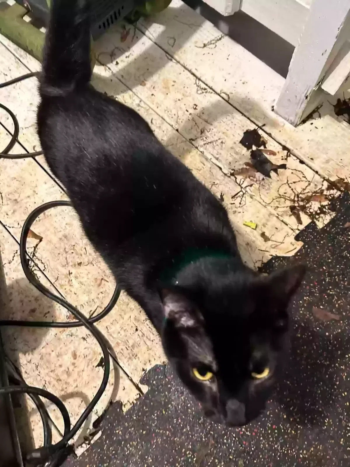 Lost cat in Bowling Green, KY, 42104
