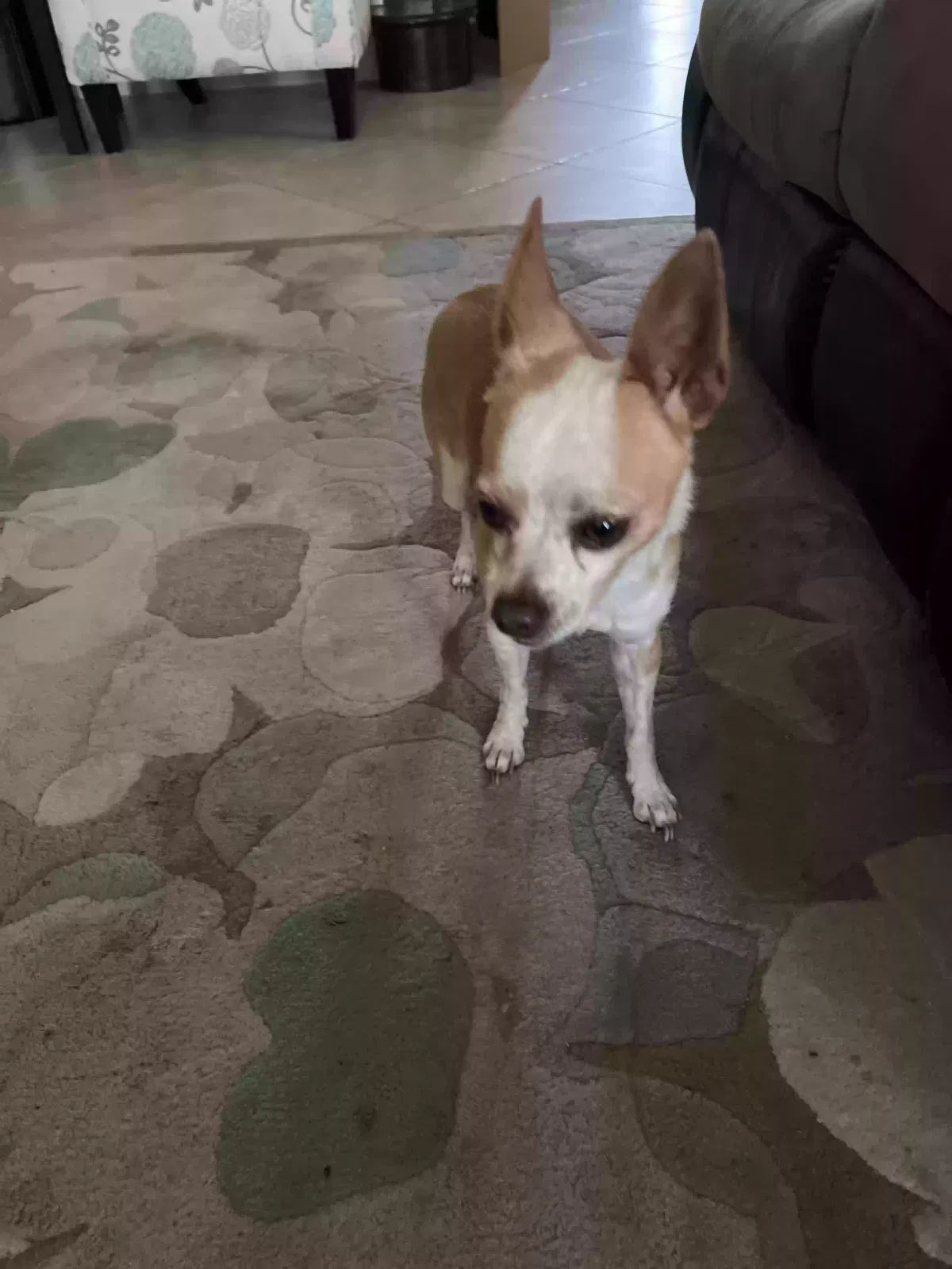 Found dog in Cypress, TX, 77433