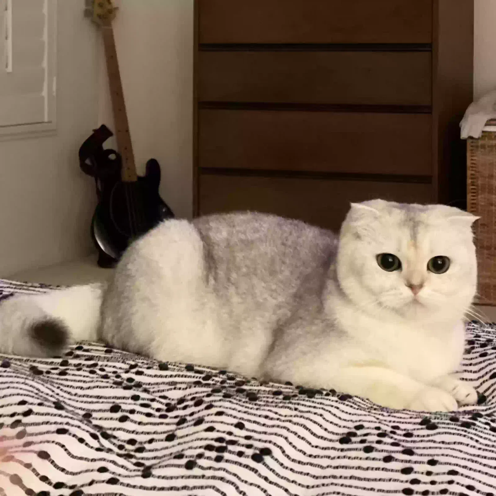 Lost cat in San Diego, CA, 92130