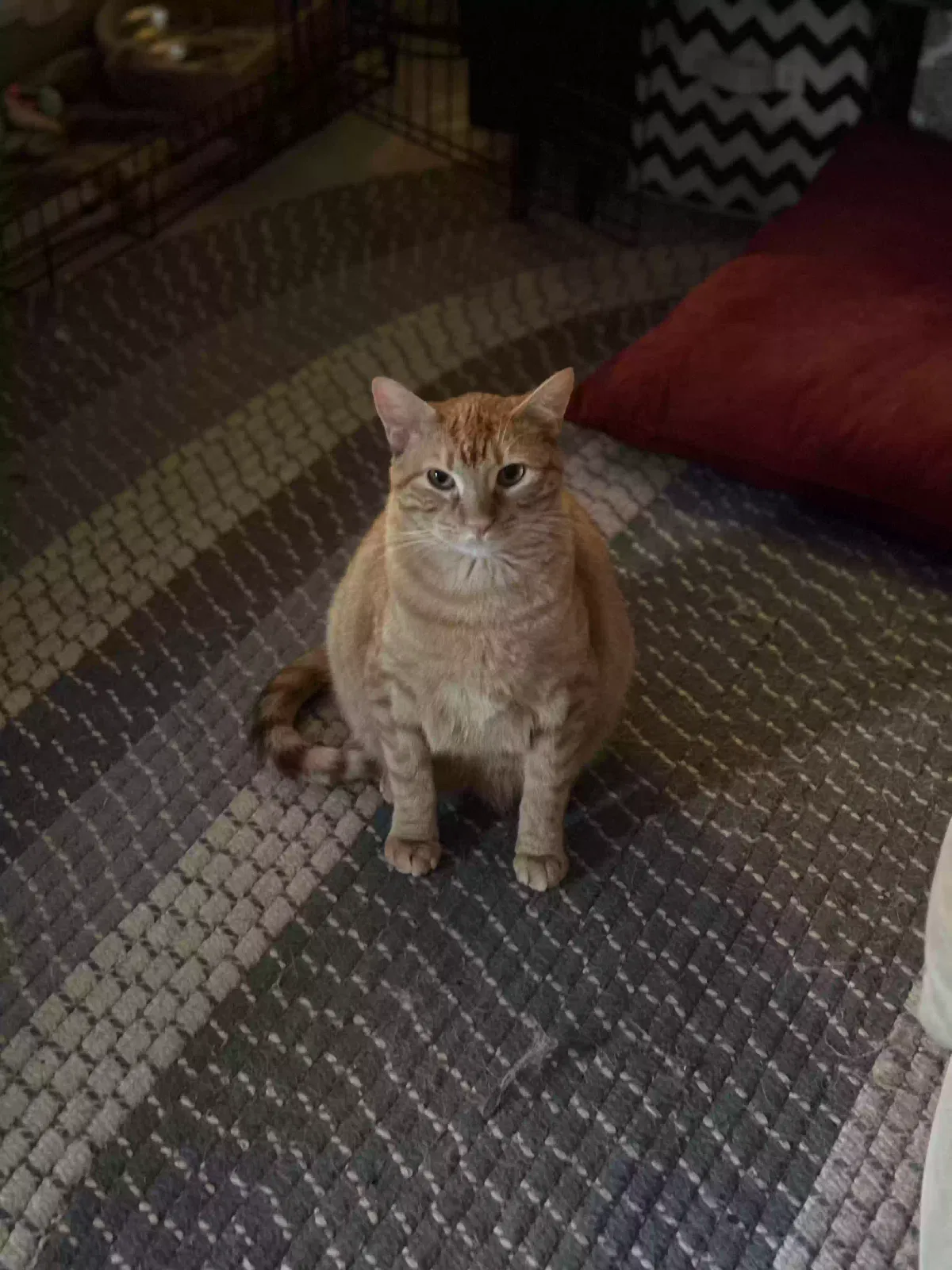 Lost cat in Lawson, MO, 64062
