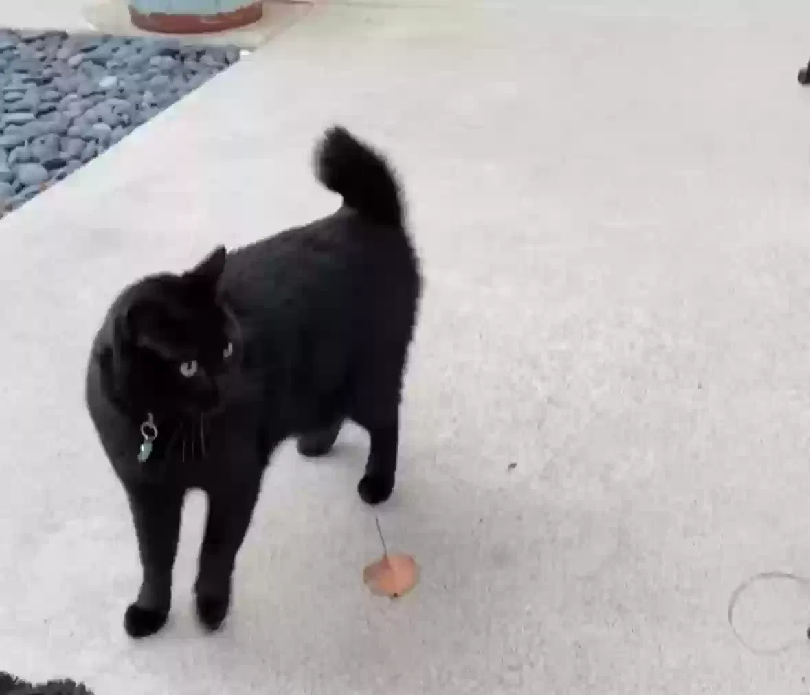 Lost cat in Costa Mesa, CA, 92627