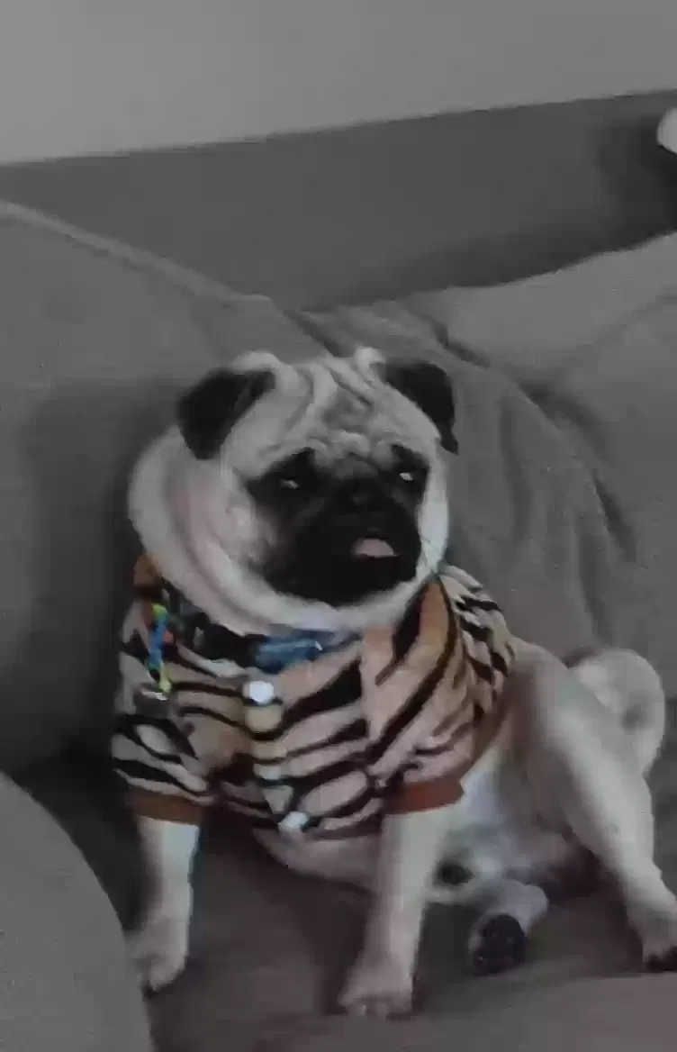 Lost dog in Cincinnati, OH, 45225