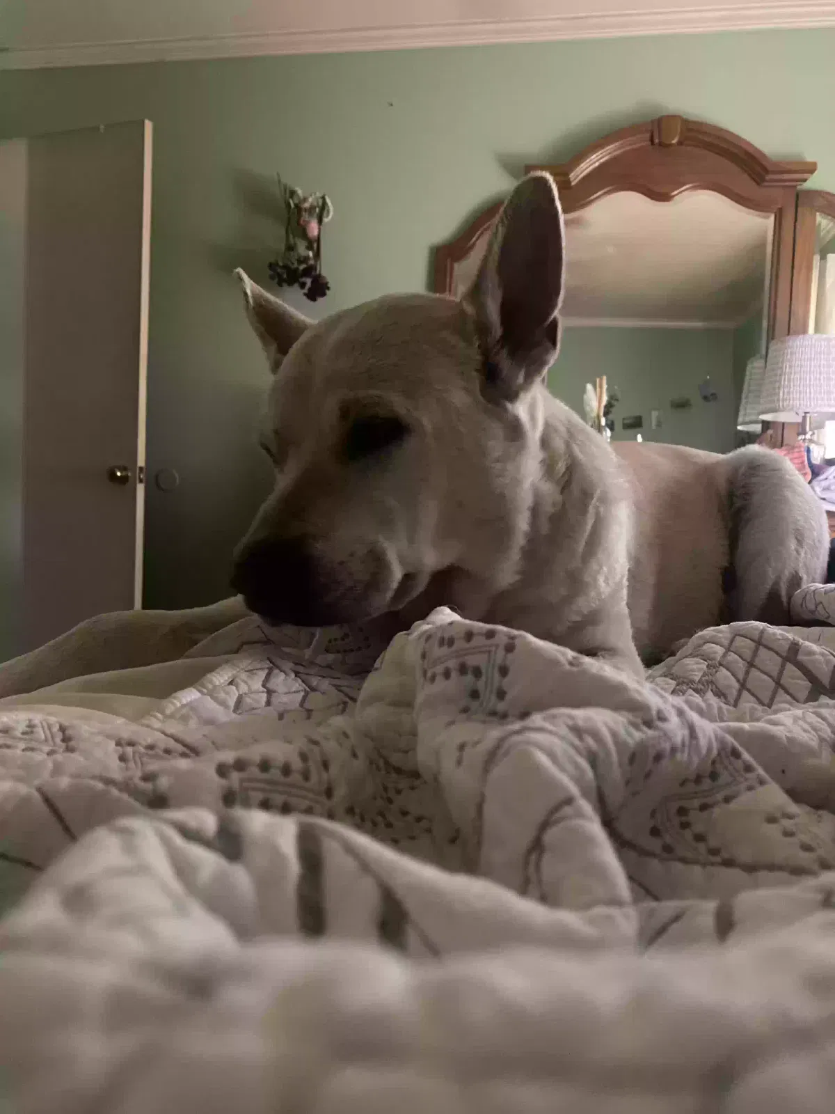 Lost dog in Conroe, TX, 77301