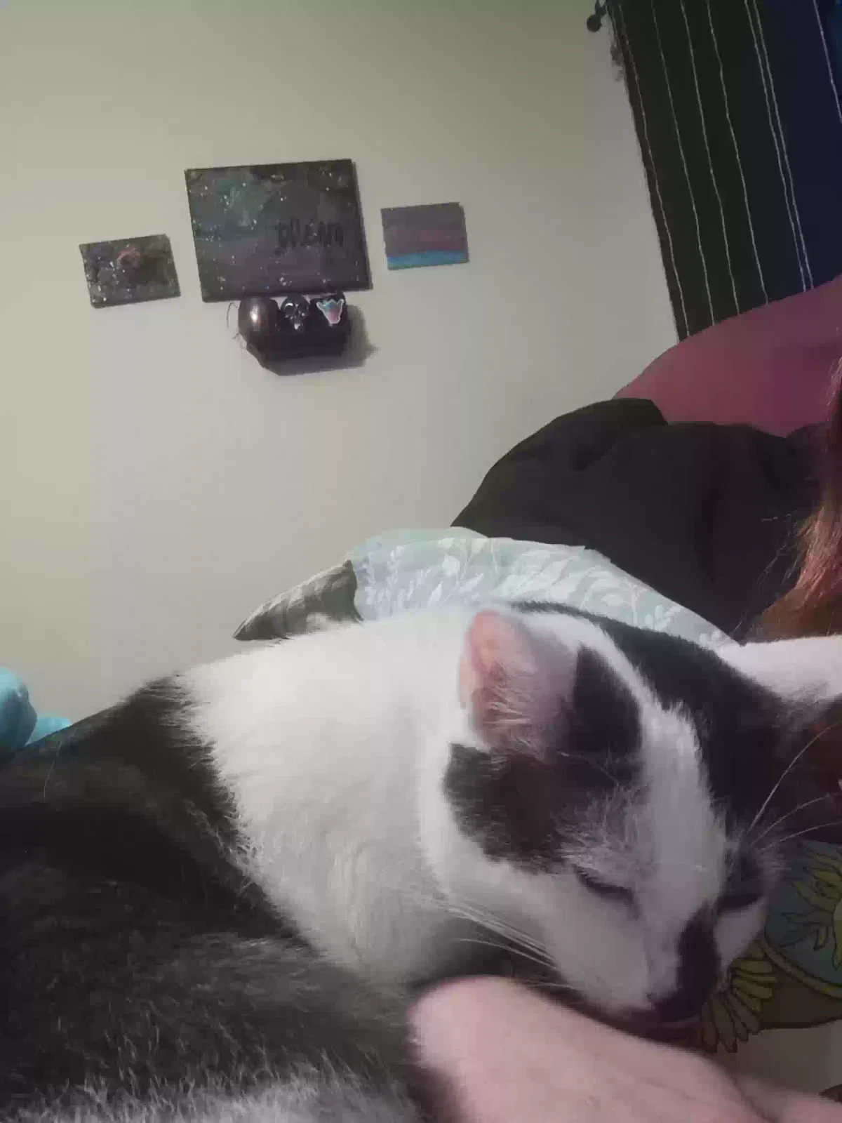 Lost cat in Mobile, AL, 36608