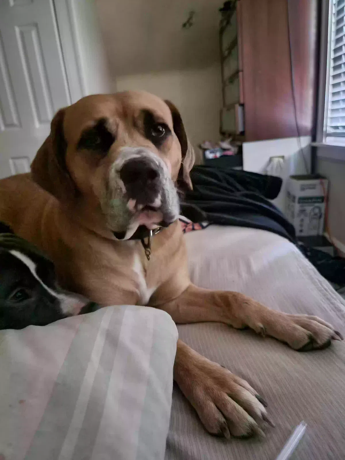 Lost dog in Taylor, MI, 48180