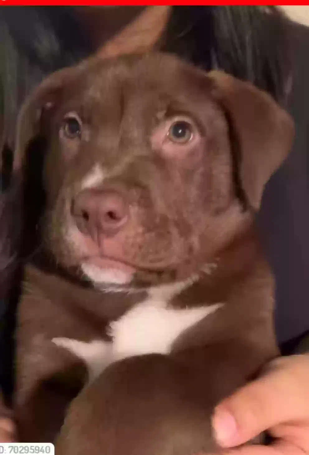 Lost dog in Houston, TX, 77022