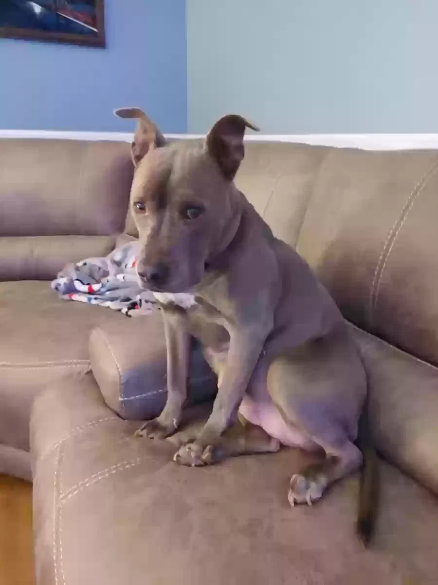 Lost dog in Concord, NC, 28025