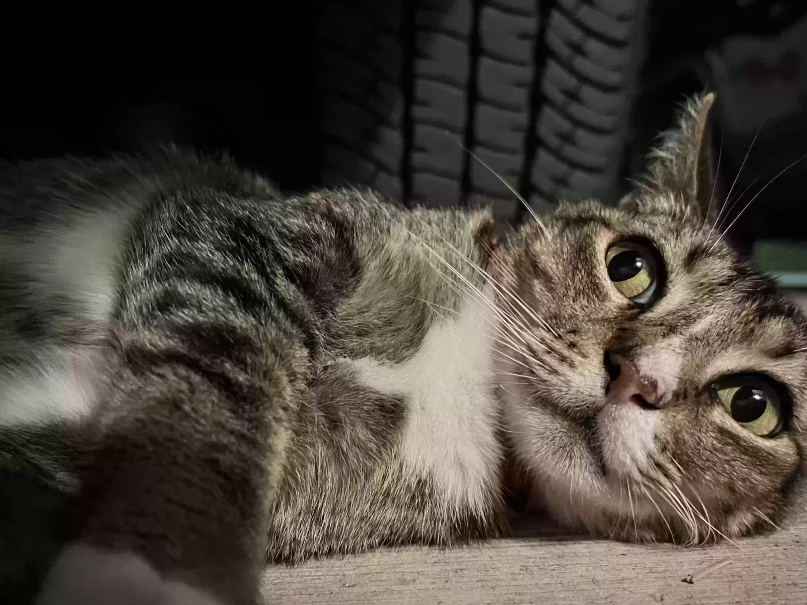 Lost cat in Seguin, TX, 78155