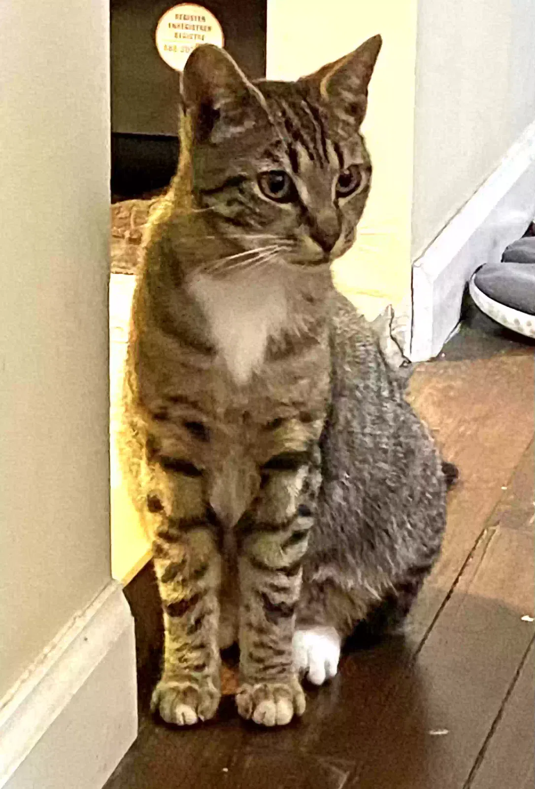 Lost cat in New Rochelle, NY, 10801