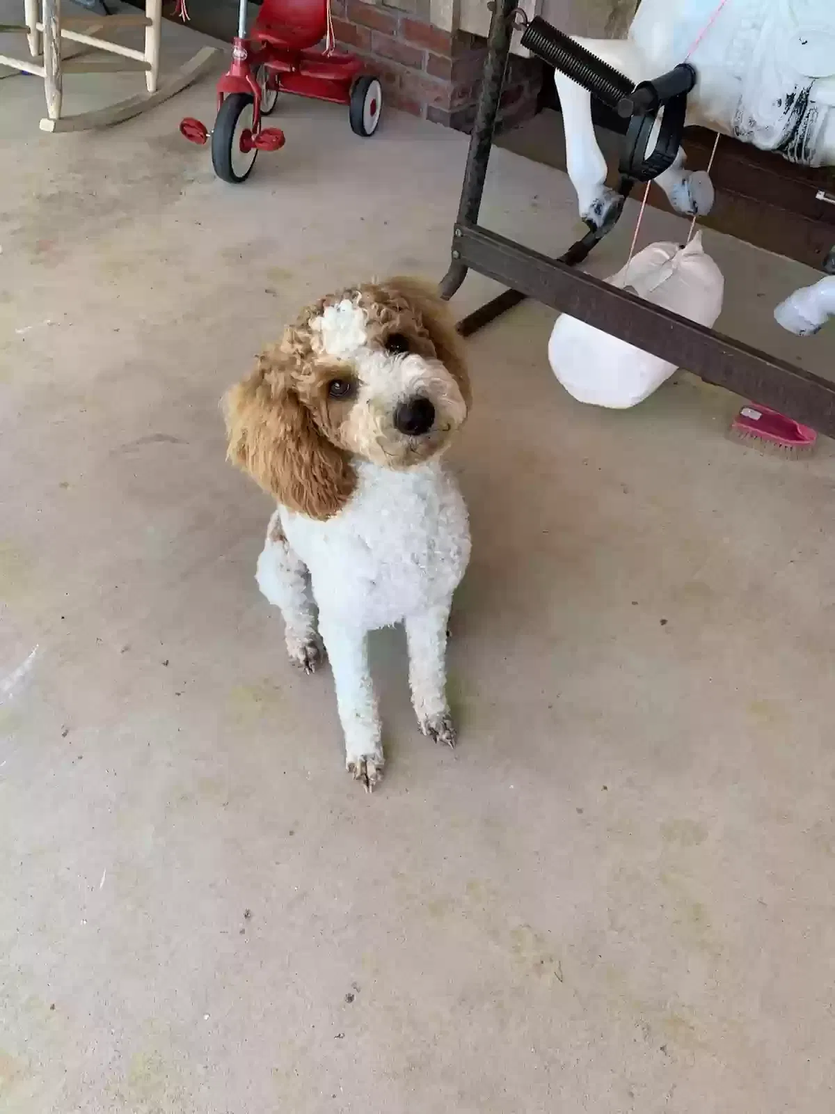 Lost dog in Houston, TX, 77077