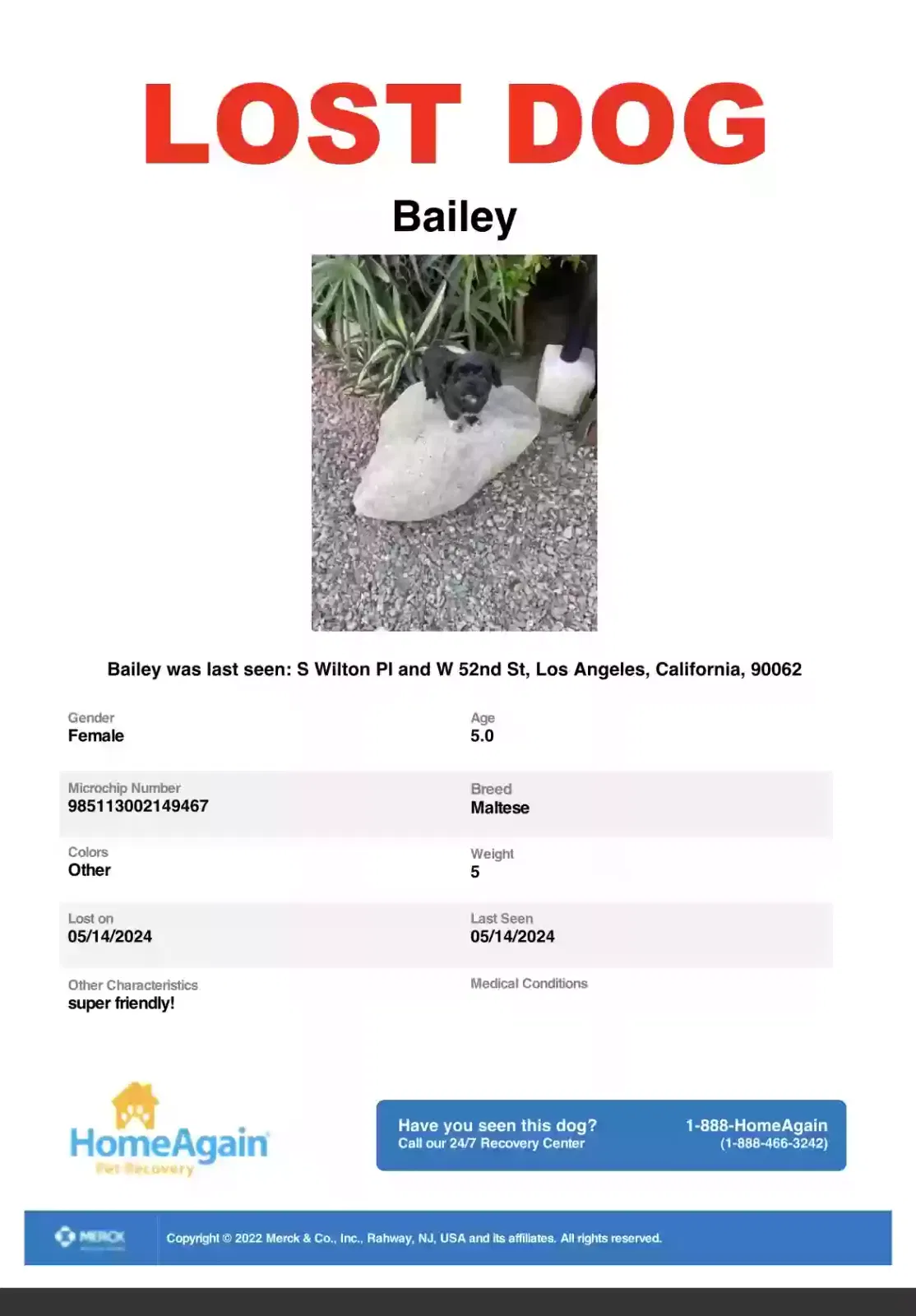 Lost dog in Los Angeles, CA, 90062
