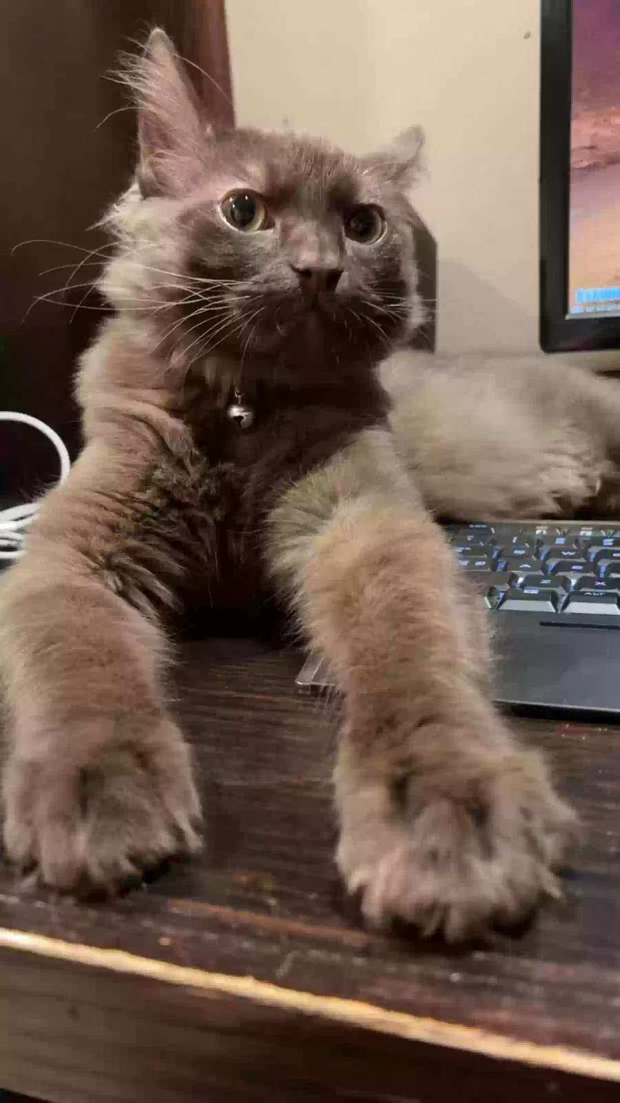 Lost cat in Harwood Heights, IL, 60706