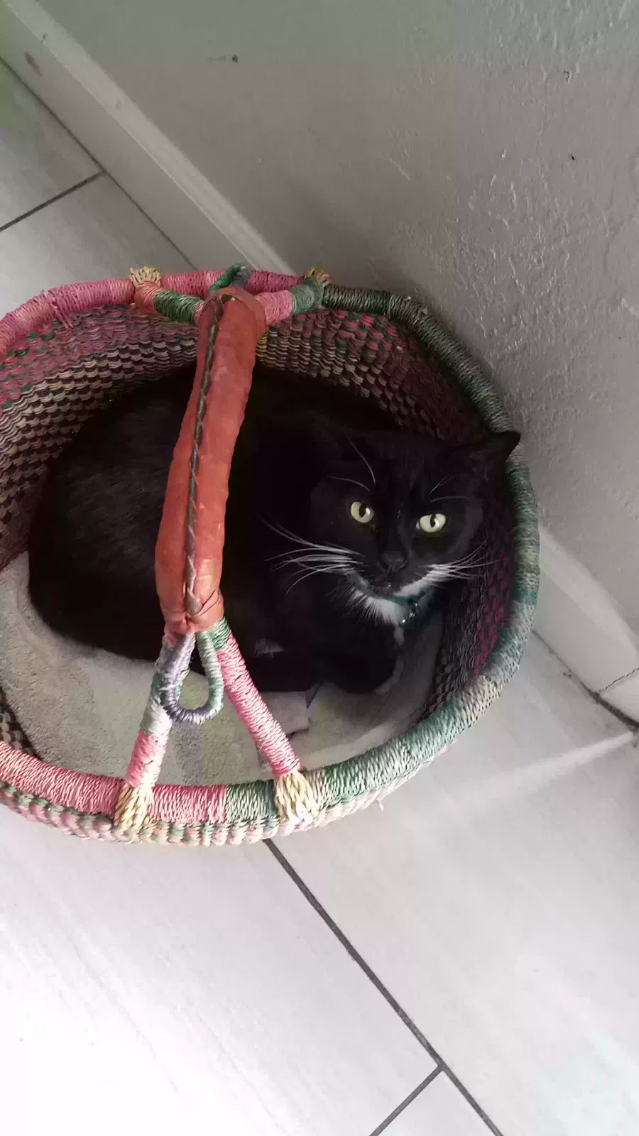 Lost cat in San Diego, CA, 92128