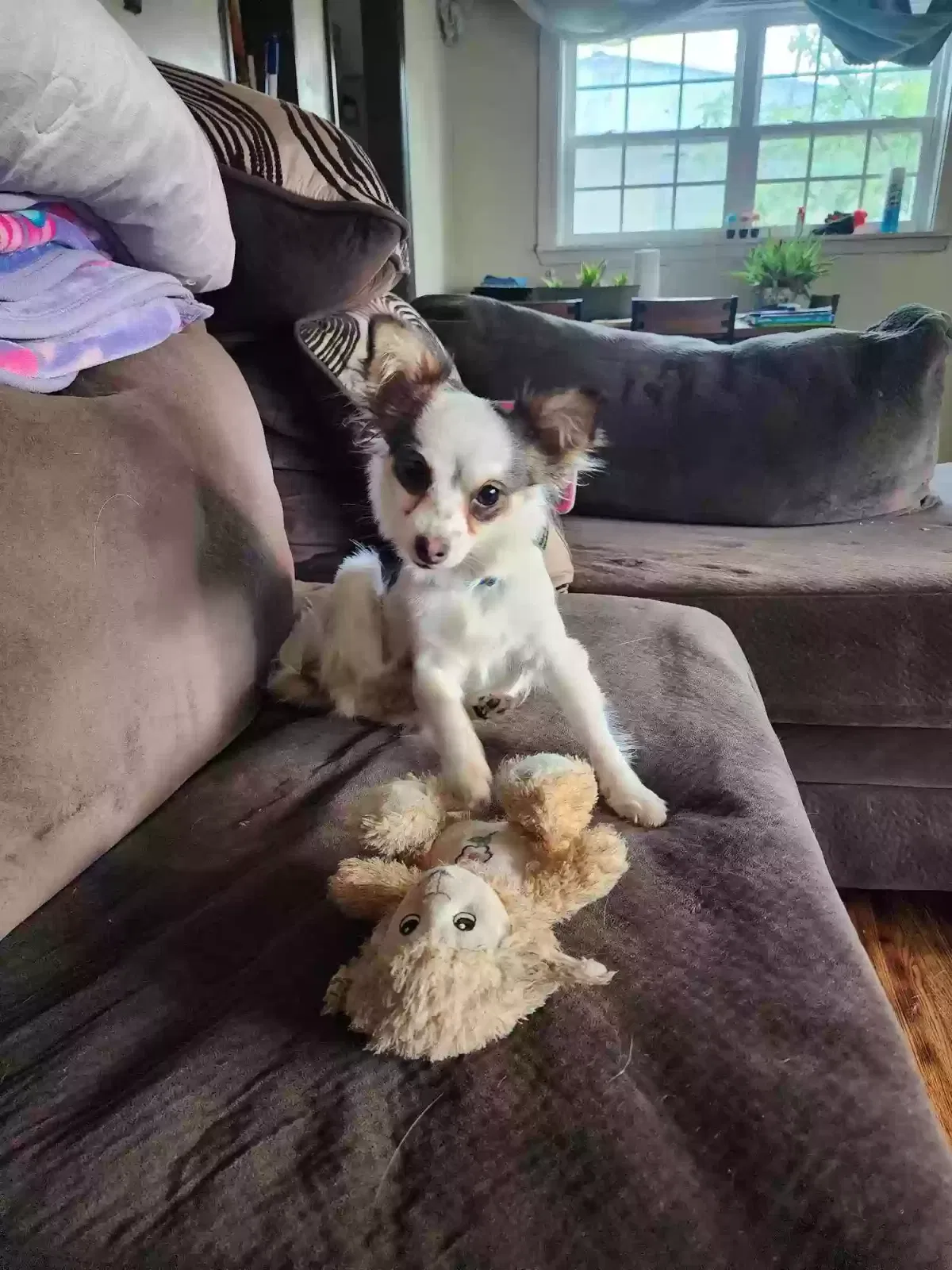 Lost dog in Rome, GA, 30161