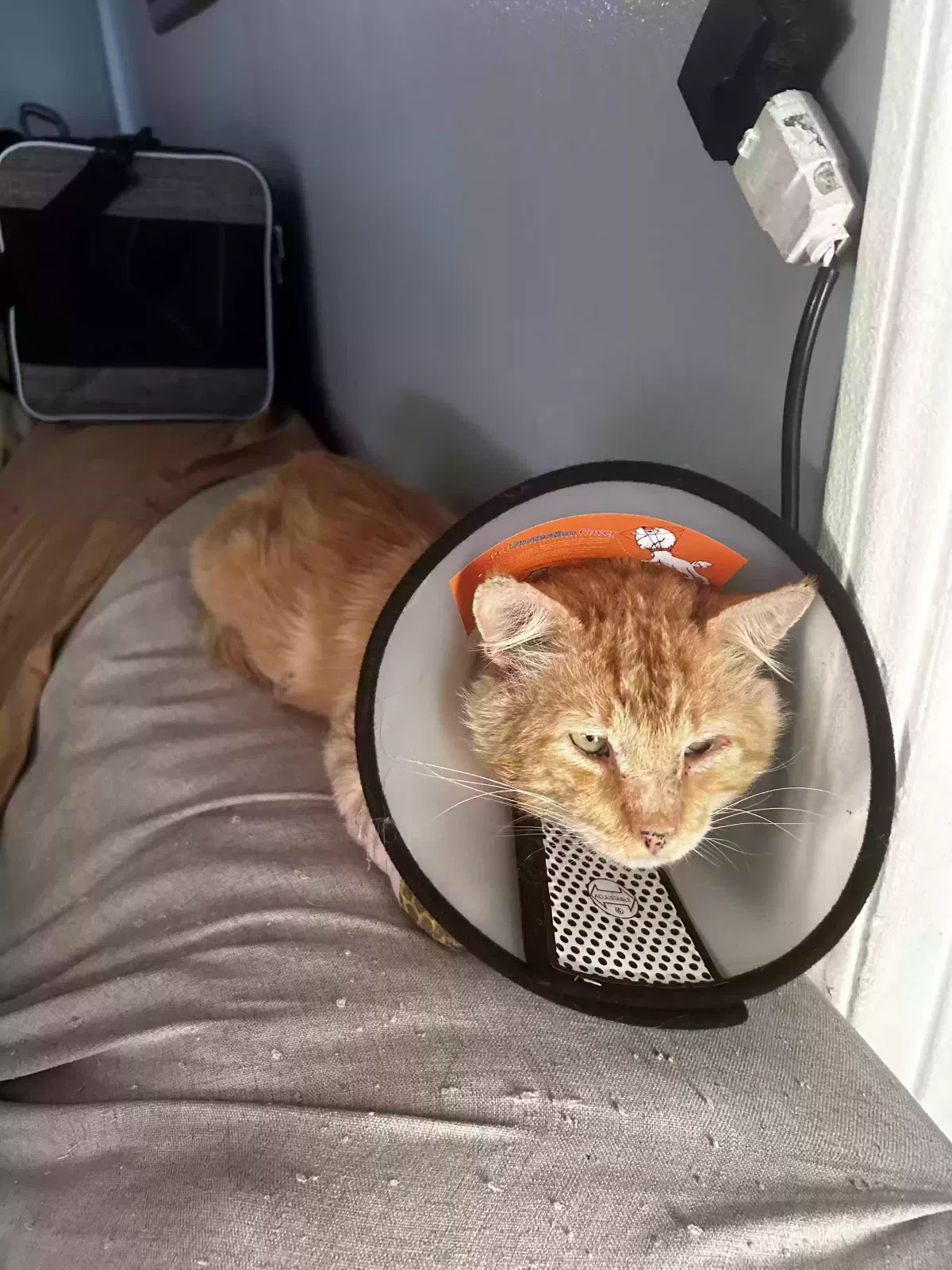 Lost cat in Bell Gardens, CA, 90201