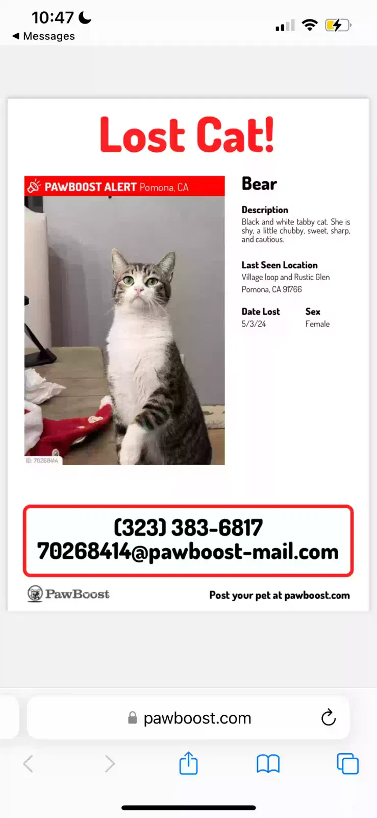 Lost cat in Pomona, CA, 91766