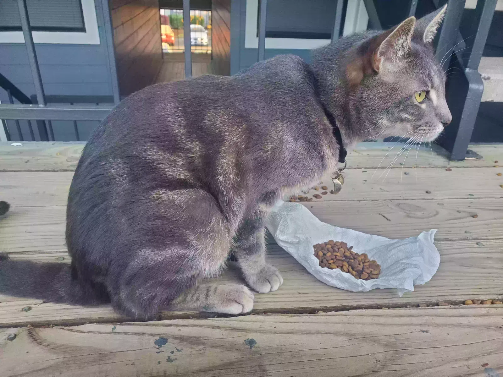 Lost cat in Hampton, VA, 23669