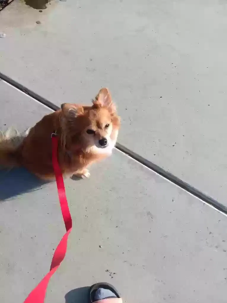 Lost dog in Corona, CA, 92882