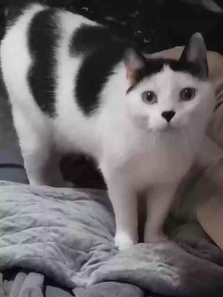 Lost cat in Lewisville, NC, 27023