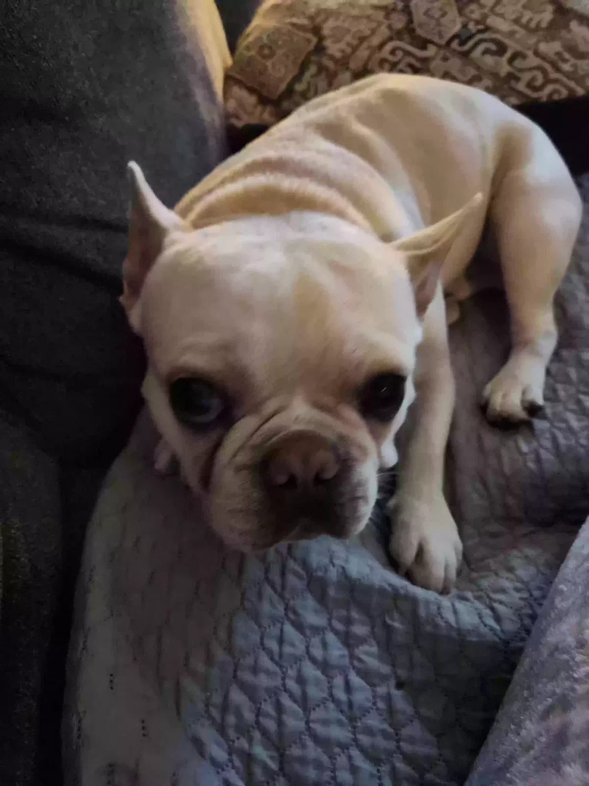 Lost dog in Rialto, CA, 92376