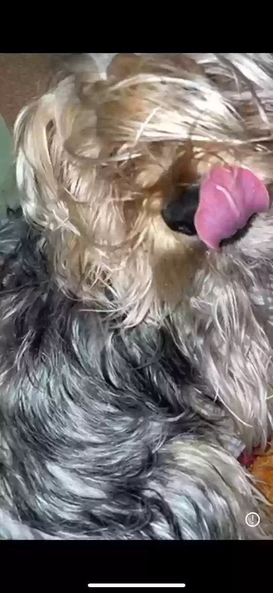 Lost dog in Sylmar, CA, 91342