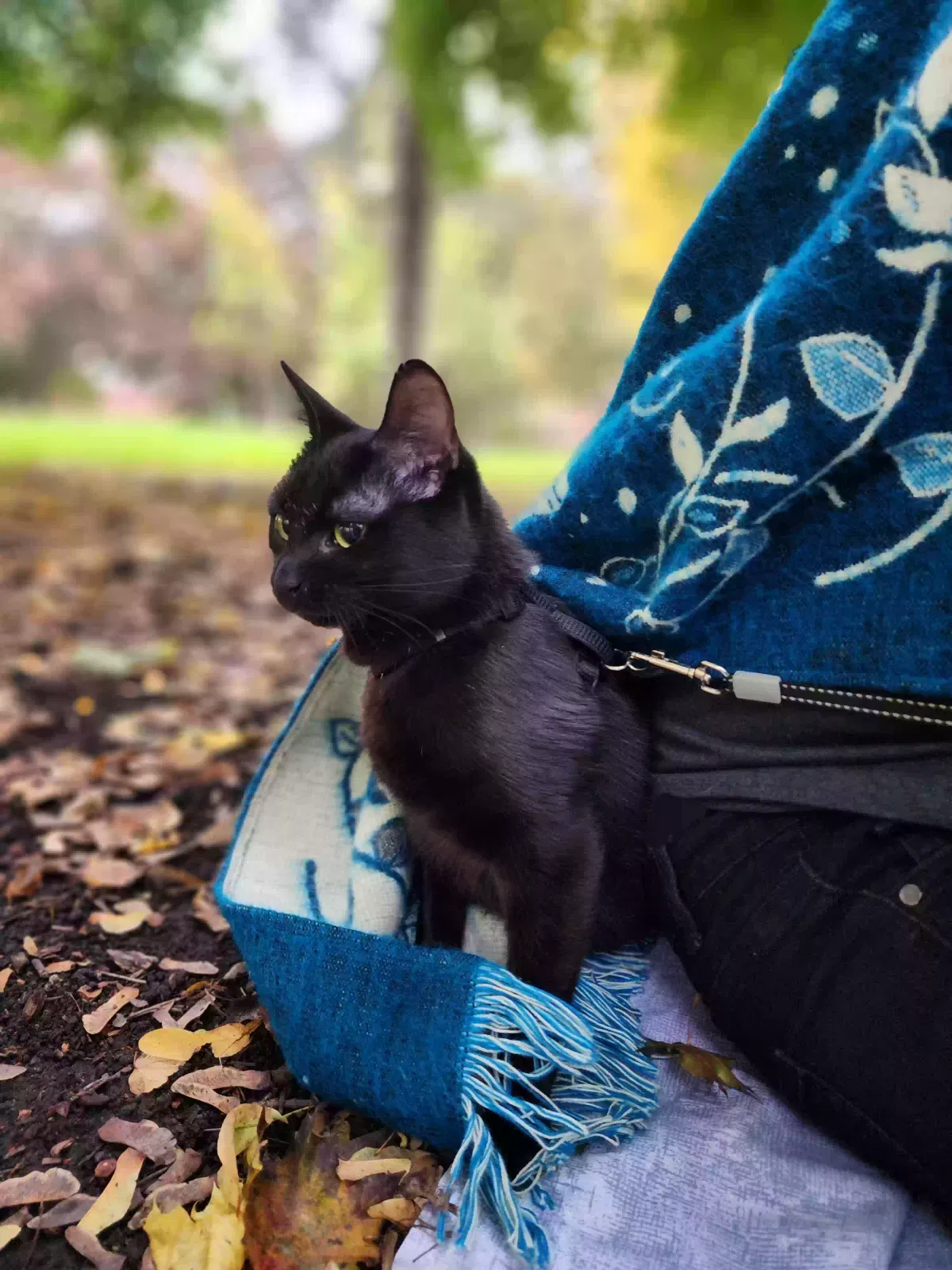 Lost cat in Chicago, IL, 60607